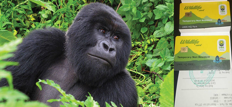 Inclusions and Exclusions of a Gorilla Trekking Permit in Africa