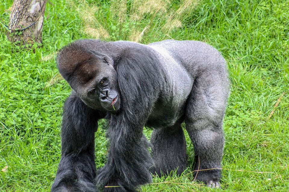 How strong is a mountain gorilla?