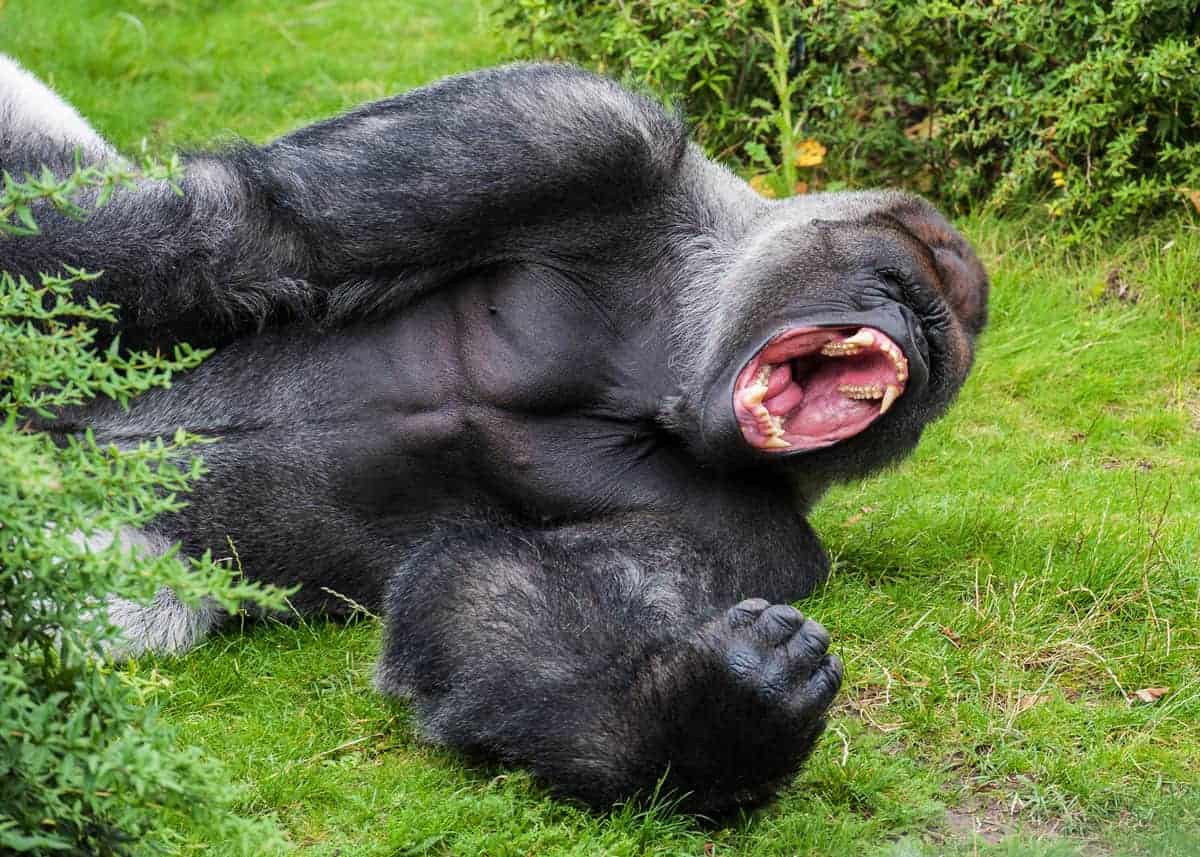 How strong is a mountain gorilla?