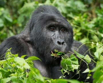 10 Days Explore Uganda Wildlife & Primate Safari 