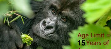 Discounted Gorilla Permits in Rwanda 2022/2023
