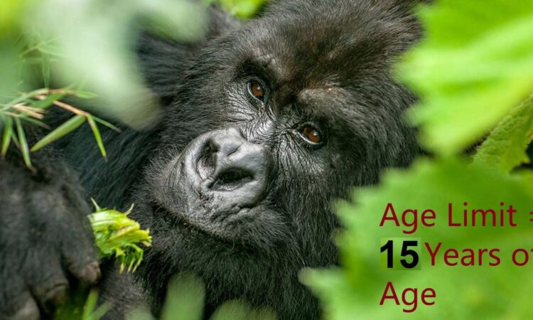 Discounted Gorilla Permits in Rwanda 2022/2023