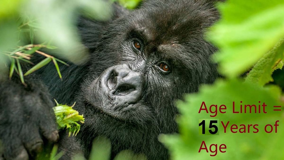 Discounted Gorilla Permits in Rwanda 2022/2023