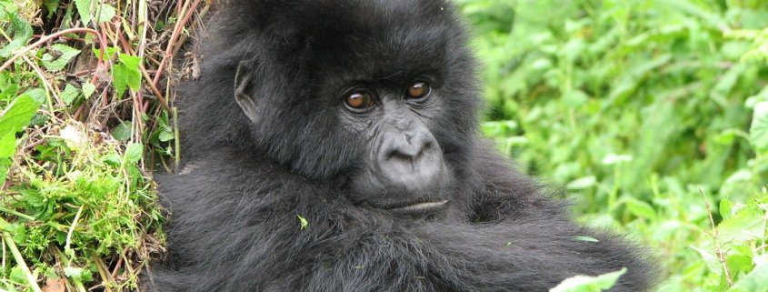 How to Choose the Best Destination for Gorilla Trekking in Africa
