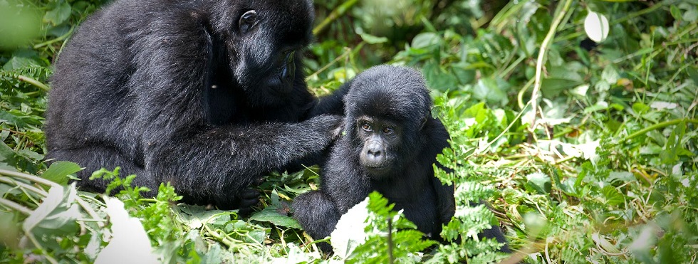 Primate Safaris in Rwanda 