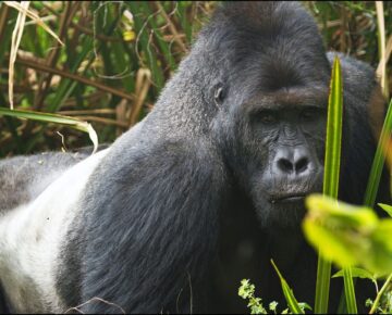 3 Days Kahuzi- Biega Lowland Gorilla Trekking Safari