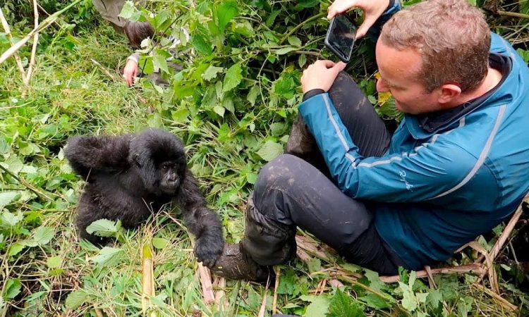 Age Limit for Gorilla Trekking in Africa 