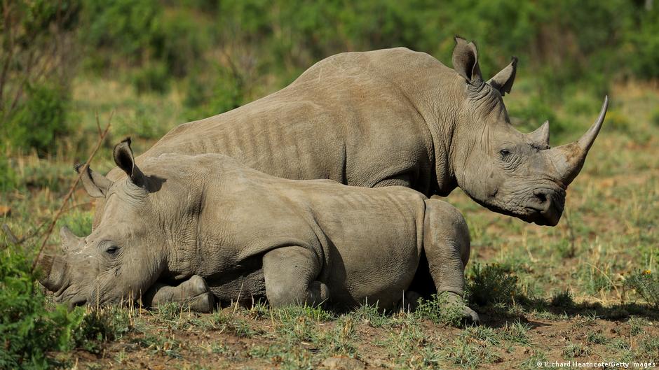 Over 30 Rhinos Grace Akagera National Park in Rwanda