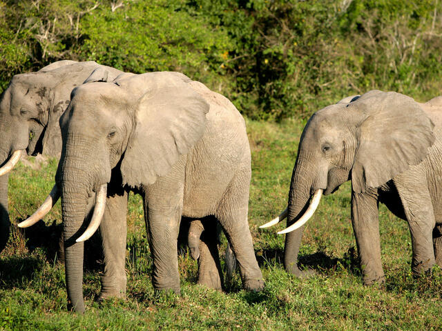 How different are African Savannah Elephants from African Forest Elephants