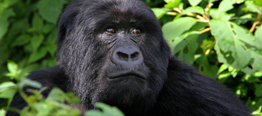 Where to find Mountain Gorillas in Rwanda?