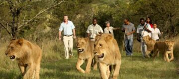 Discovering the Wilderness of Akagera National Park