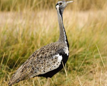 3 Days Uganda Birding Safari