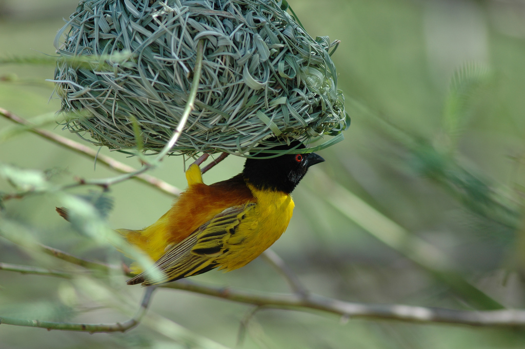 3 Days Uganda Birding Safari