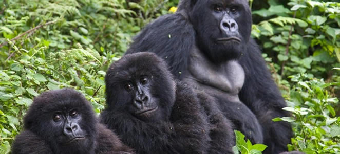 How Many Gorilla Groups Are There in Virunga National Park?