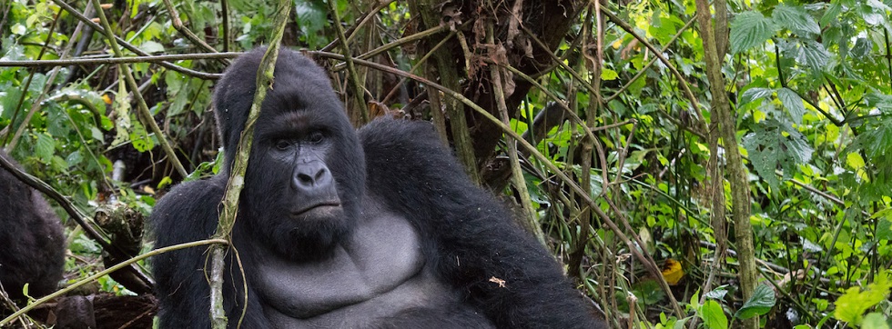 How Many Gorilla Groups Are There in Virunga National Park?