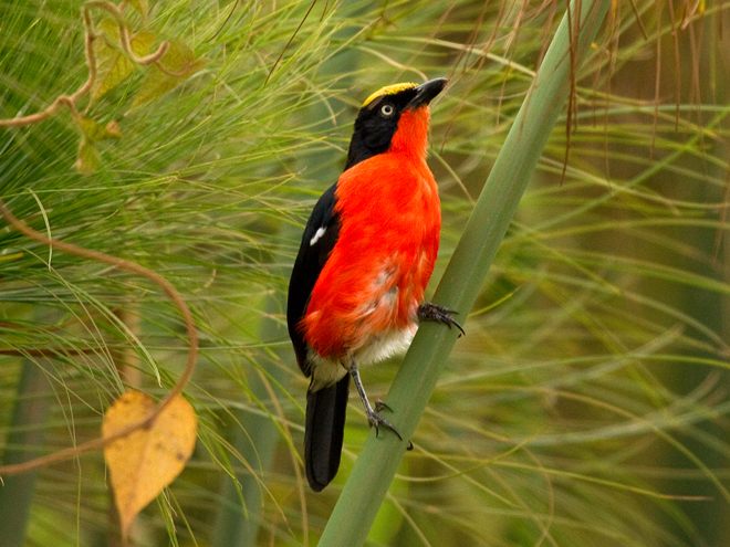 Bird watching  in Uganda National parks