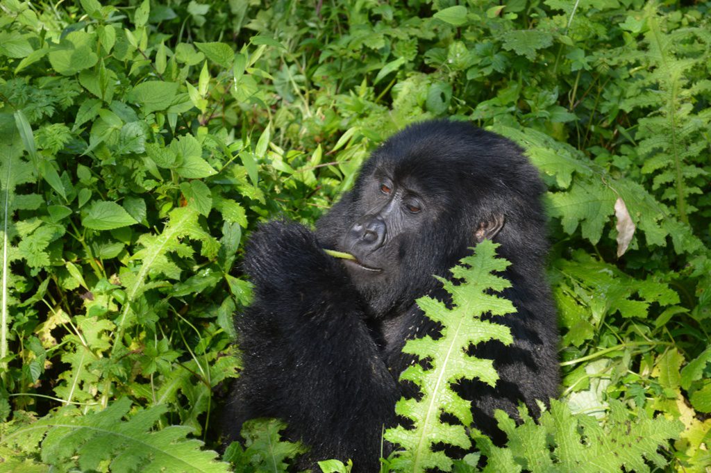 How Many Gorilla Groups Are There in Virunga National Park?