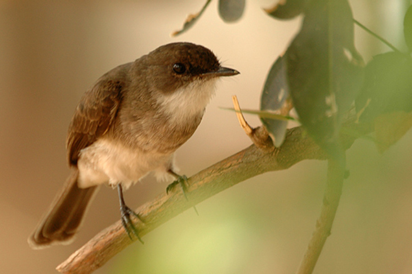Bird watching  in Uganda National parks