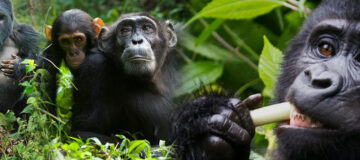 A trip to trek with chimps in Rwanda