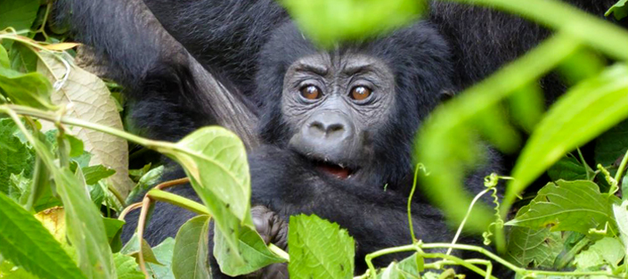 Double Gorilla Trekking in Uganda 