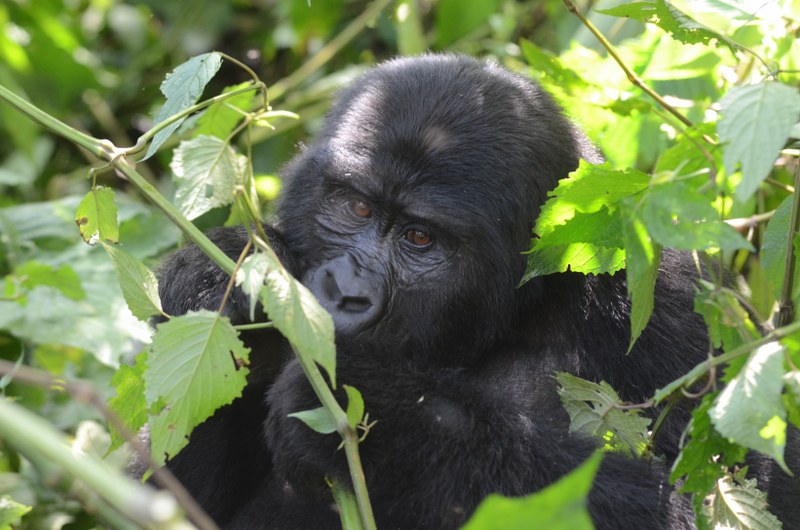 Double Gorilla Trekking in Uganda 