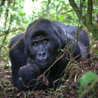 Rwanda Or Uganda
