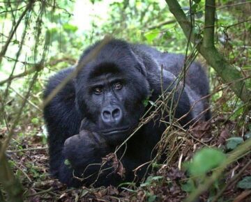 10 Days Explore Uganda Wildlife and Gorilla Safari
