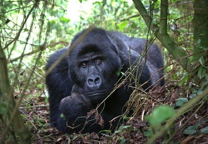 How long does gorilla trekking take in Bwindi, Volcanoes and Virunga National Parks?