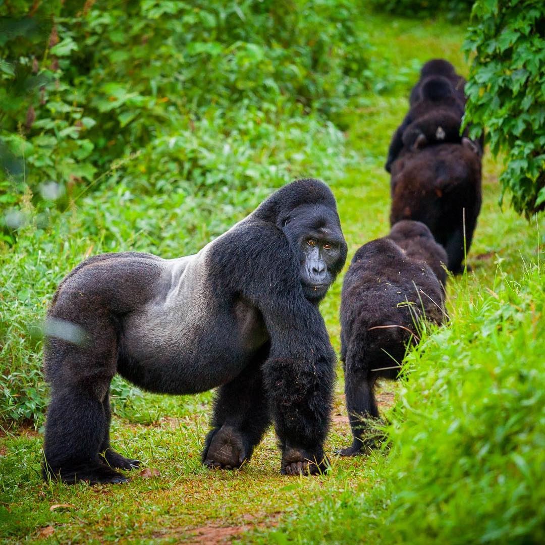 Gorilla Trekking in Ruhija Sector in Bwindi Impenetrable National Park