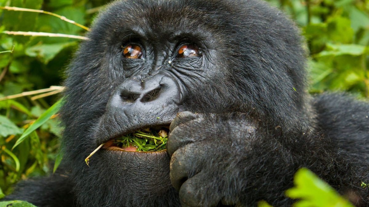 Gorilla Trekking in Ruhija Sector in Bwindi Impenetrable National Park