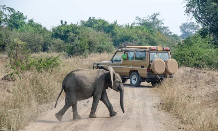 Game drives in Uganda 