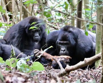 6 Days Uganda Chimps, Wildlife & Gorilla Safari
