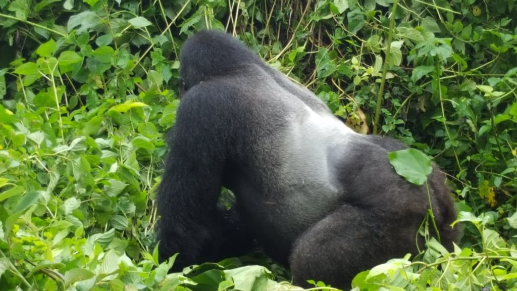 5 Must See Species in Rwanda 