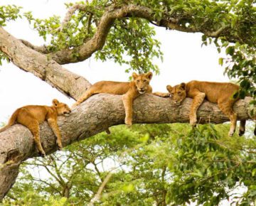 14 Days Rwanda and Uganda Gorillas, Wildlife, Primates Safari