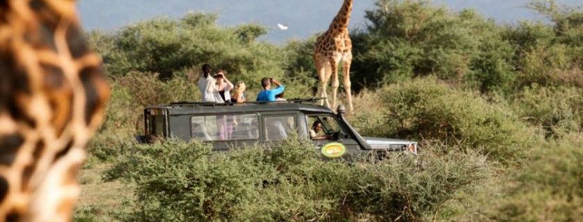 Game drives in Uganda 