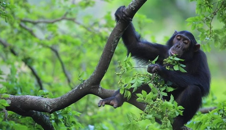 Rules and Regulations for Chimpanzee Habituation in Uganda 