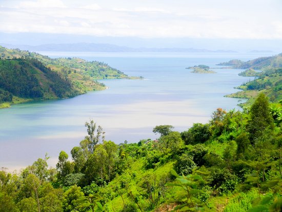 Combine a Coffee Tour with Chimpanzee Trekking in Nyungwe Forest National Park