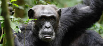 A trip to trek with chimps in Rwanda
