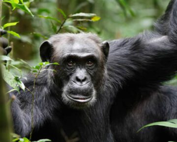 5 Days Murchison Falls and Kibale Chimpanzee Trek Safari
