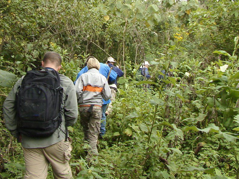 How to get to prepare for Gorilla Trekking in Africa
