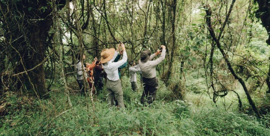 Hiking Tours and Guided Nature Walks in Bwindi Impenetrable N.P