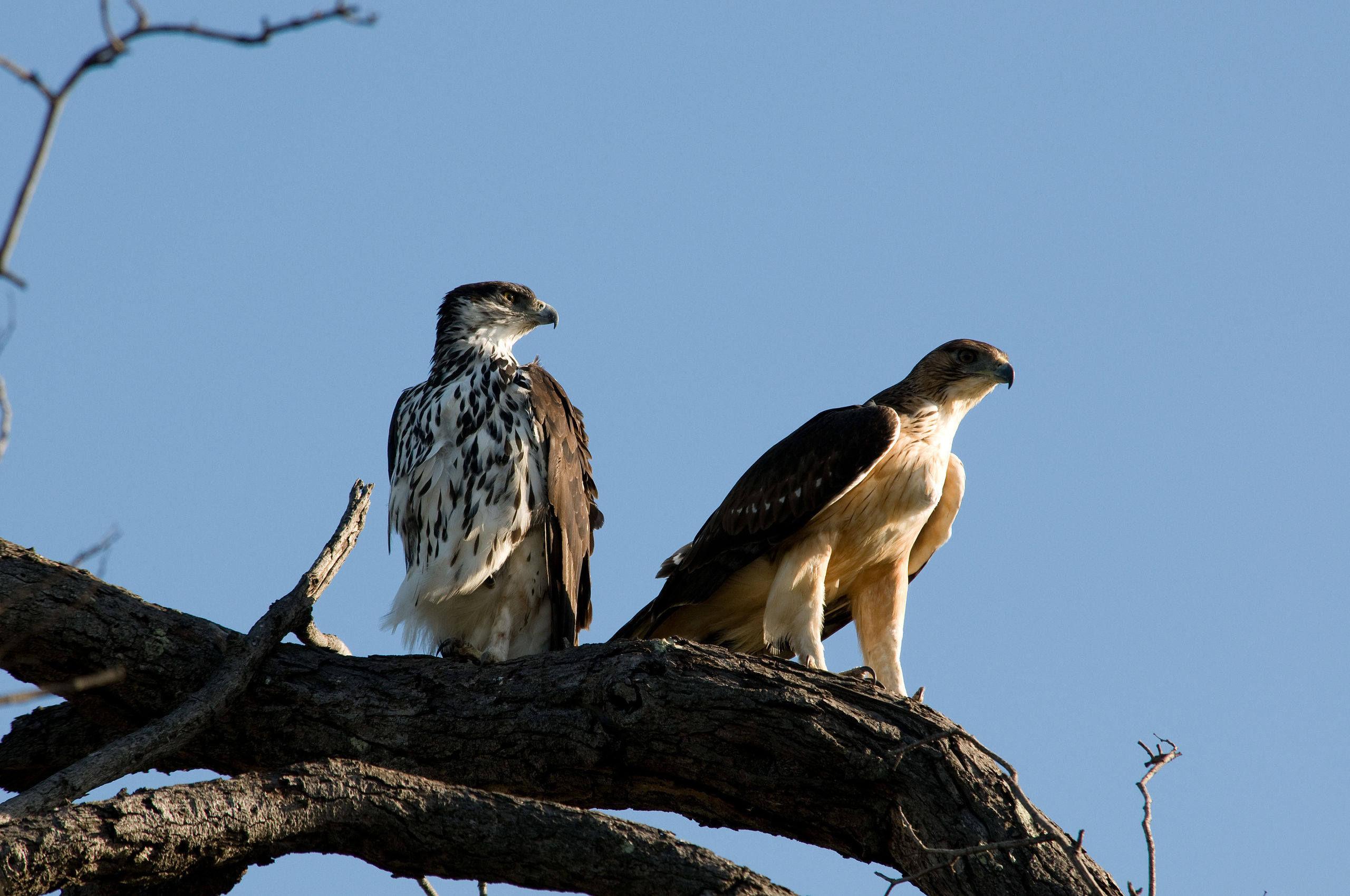 Rwanda Bird List 