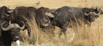 A game drive in Kidepo Valley National Park