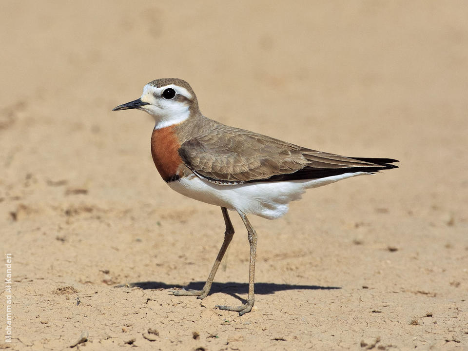 Rwanda Bird List 