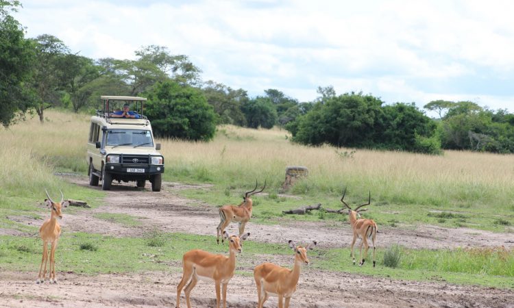 Things to do in Lake Mburo National Park 