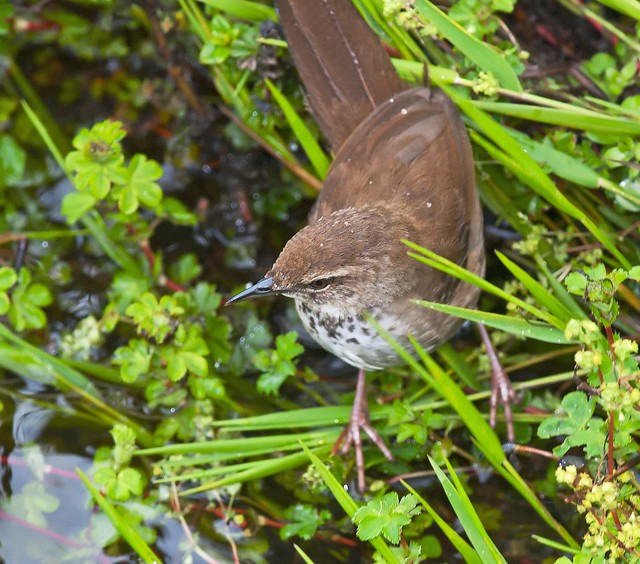 Watchlist for a Birder Touring Rwanda National Parks