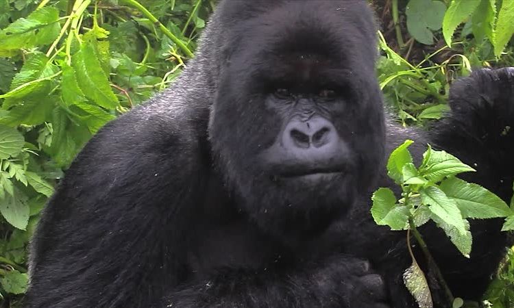 Most Popular Gorilla Family Group in Rwanda 