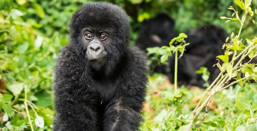 Gorilla trekking Permit in Congo