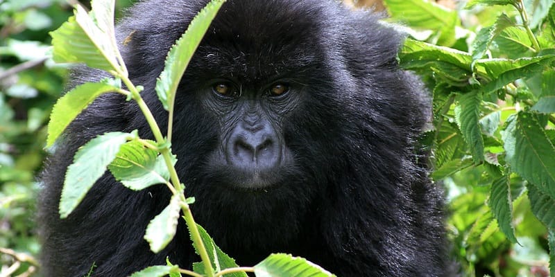 Gorilla Trekking in Bwindi Forest National Park from South Africa