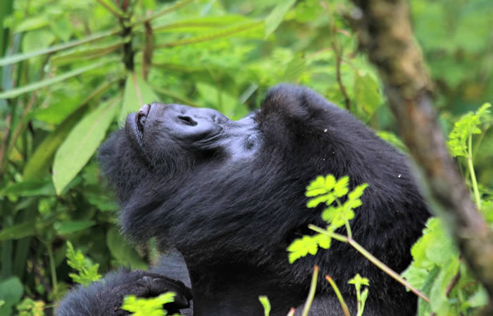 Primates and Great Apes of Rwanda